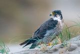 Peregrine - Slechtvalk - Falco peregrinus