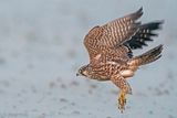 Peregrine - Slechtvalk - Falco peregrinus