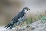 Peregrine - Slechtvalk - Falco peregrinus