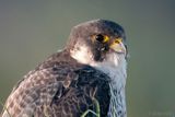 Peregrine - Slechtvalk - Falco peregrinus