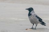 Hooded Crow - Bonte Kraai - Corvus cornix