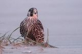 Peregrine - Slechtvalk - Falco peregrinus