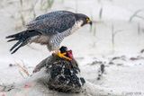 Peregrine - Slechtvalk - Falco peregrinus