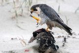 Peregrine - Slechtvalk - Falco peregrinus