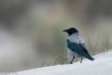 Hooded Crow - Bonte Kraai - Corvus cornix