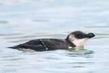 Razorbill - Alk - Alca torda