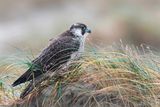 Peregrine - Slechtvalk - Falco peregrinus