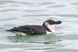 Razorbill - Alk - Alca torda