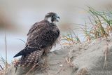 Peregrine - Slechtvalk - Falco peregrinus