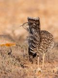 Houbara Bustard - Westelijke Kraagtrap - Chlamydotis undulata fuertaventurae