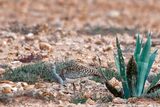 Houbara Bustard - Westelijke Kraagtrap - Chlamydotis undulata fuertaventurae
