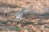 Houbara Bustard - Westelijke Kraagtrap - Chlamydotis undulata fuertaventurae