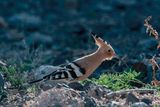 Eurasian Hoopoe - Hop - Upupa epops
