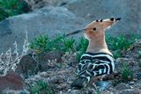 Eurasian Hoopoe - Hop - Upupa epops