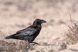 Raven - Raaf - Corvus corax