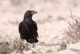 Raven - Raaf - Corvus corax