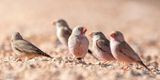 Trumpeter Finch - Woestijnvink - Bucanetes githagineus