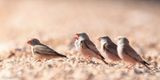 Trumpeter Finch - Woestijnvink - Bucanetes githagineus