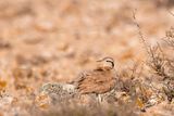 Cream-coloured courser - Renvogel - Cursorius cursor