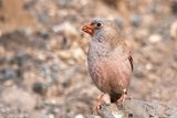 Trumpeter Finch - Woestijnvink - Bucanetes githagineus