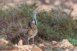 Houbara Bustard - Westelijke Kraagtrap - Chlamydotis undulata fuertaventurae