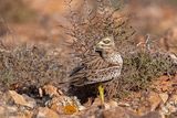 Stone Curlew - Griel - Burhinus oedicnemus