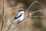 Canary Islands Desert Grey Shrike - Canarische Woestijnklapekster - Lanius meridionalis koenigi