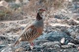 Barbary Partridge - Barbarijse Patrijs - Alectoris barbara