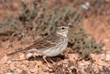 Berthelots Pipit - Berthelots Pieper - Anthus berthelotii