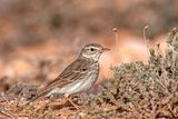 Berthelots Pipit - Berthelots Pieper - Anthus berthelotii