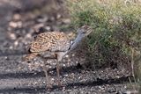 Houbara Bustard - Westelijke Kraagtrap - Chlamydotis undulata fuertaventurae