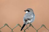 Canary Islands Desert Grey Shrike - Canarische Woestijnklapekster - Lanius meridionalis koenigi