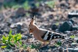 Eurasian Hoopoe - Hop - Upupa epops