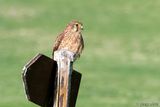 Common Kestrel - Torenvalk - Falco tinnunculus