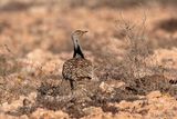 Houbara Bustard - Westelijke Kraagtrap - Chlamydotis undulata fuertaventurae