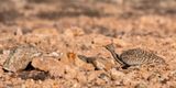 Houbara Bustard - Westelijke Kraagtrap - Chlamydotis undulata fuertaventurae