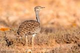 Houbara Bustard - Westelijke Kraagtrap - Chlamydotis undulata fuertaventurae