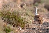 Houbara Bustard - Westelijke Kraagtrap - Chlamydotis undulata fuertaventurae