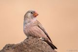 Trumpeter Finch - Woestijnvink - Bucanetes githagineus