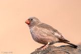 Trumpeter Finch - Woestijnvink - Bucanetes githagineus