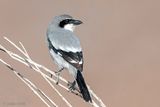 Canary Islands Desert Grey Shrike - Canarische Woestijnklapekster - Lanius meridionalis koenigi
