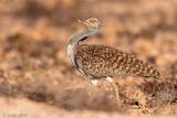 Houbara Bustard - Westelijke Kraagtrap - Chlamydotis undulata fuertaventurae