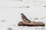 Merlin - Smelleken - Falco columbarius