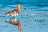 Black-tailed Godwit - Grutto - Limosa limosa