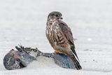 Merlin - Smelleken - Falco columbarius