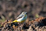 Grey Wagtail - Grote Gele Kwikstaart - Motacilla cinerea 