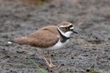 Little Plover - Kleine Plevier - Charadrius dubius
