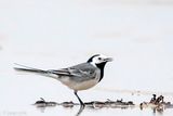 White Wagtail - Witte Kwikstaart -  Motacilla alba