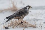 Peregrine - Slechtvalk - Falco peregrinus