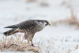 Peregrine - Slechtvalk - Falco peregrinus